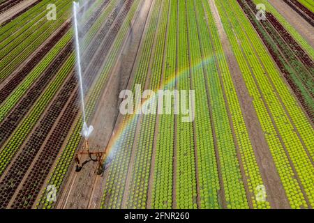 Ein Feld wird künstlich bewässert, Wasser wird über eine Sprinkleranlage auf das Feld gesprüht, Feld mit verschiedenen Salatpflanzen, in verschiedenen Wachstumsst Stockfoto