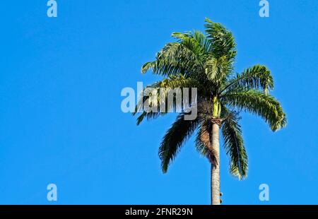 Palme (Roystonea oleracea) und blauer Himmel Stockfoto