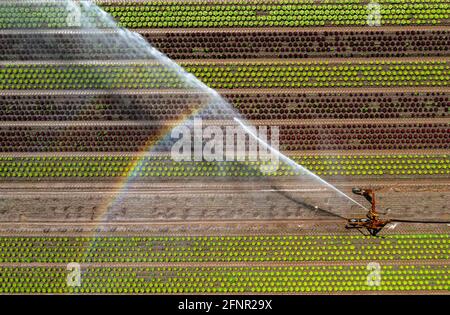 Ein Feld wird künstlich bewässert, Wasser wird über eine Sprinkleranlage auf das Feld gesprüht, Feld mit verschiedenen Salatpflanzen, in verschiedenen Wachstumsst Stockfoto