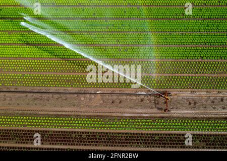 Ein Feld wird künstlich bewässert, Wasser wird über eine Sprinkleranlage auf das Feld gesprüht, Feld mit verschiedenen Salatpflanzen, in verschiedenen Wachstumsst Stockfoto