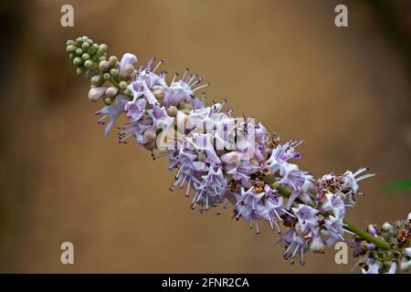 Vitex-, Chastetree- oder Chasteberry-Blüten (Vitex agnus-castus) Stockfoto