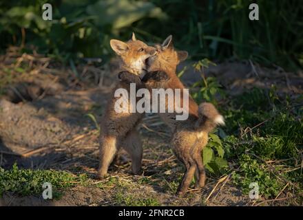 Rotfuchskits (Vulpes vulpes) Schon früh an ihrer Höhle tief im Wald spielen Frühling in Kanada Stockfoto