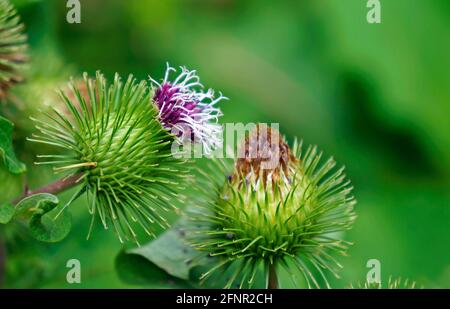 Größere Klettenblüten oder essbare Klettenblüten (Arctium lappa) Stockfoto