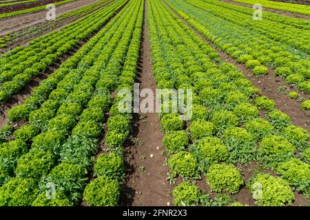 Landwirtschaft, Salatanbau auf einem Feld, Lollo Bionda, in langen Pflanzreihen, NRW, Deutschland Stockfoto