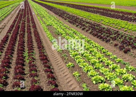 Landwirtschaft, Salat wächst auf einem Feld, Lollo Bionda und Lollo Rossa, in langen Pflanzreihen, NRW, Deutschland Stockfoto