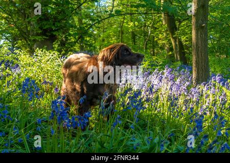 Bluebell Wood in Staffordshire Stockfoto