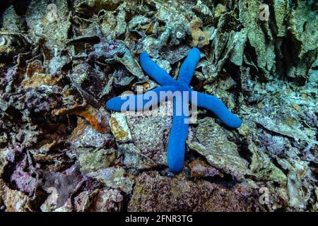 Sehr nahes Foto von farbenprächtiger, großer, lebender blauer Meeresstern am Boden des Korallenriffs, tropisches Meer Indonesiens, Bali. Seesterne Detailansicht Stockfoto