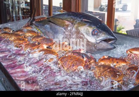 In einem Restaurant am Strand wurde ein riesiger Thunfisch ausgestellt. Stockfoto