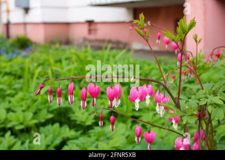 Dicenter rosa Blüten in Form eines Herzens auf Ein Hintergrund aus grünem Gras Stockfoto