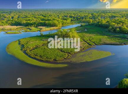 Luftaufnahme eines grünen Waldflusses im Sommer Stockfoto