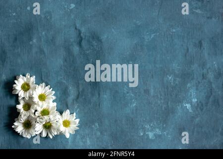 Gruppe von Gänseblümchen auf blauem Hintergrund Stockfoto