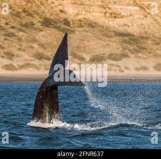 Südlicher rechter Wal, der auf den Schwanz trifft, Peninsula Valdes, UNESCO-Weltkulturerbe, Provinz Chubut, Patagonien, Argentinien. Stockfoto