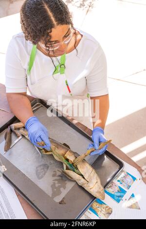 Homeschool High School Science Project Hai Dissection Stockfoto