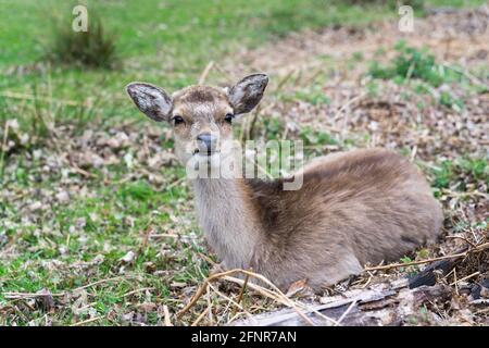 Wildes Damwild Genießen Sie das sonnige und warme Frühlingswetter auf der Weide im Nationalpark Knole, Kent Stockfoto