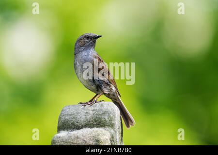 Dunnock auf einem Stein vor verschwommenem grünem Hintergrund Rückblickend Stockfoto