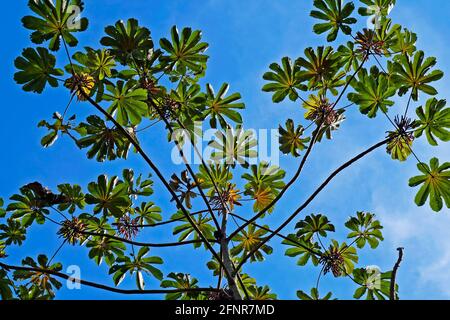 Schlangenholz (Cecropia peltata), Rio de Janeiro, Brasilien Stockfoto