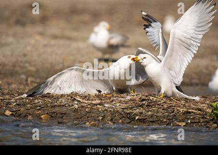 Ringelmöwe, Paar Möwen, Möwen, Gemeine Möwe, (Larus delawarensis) Stockfoto