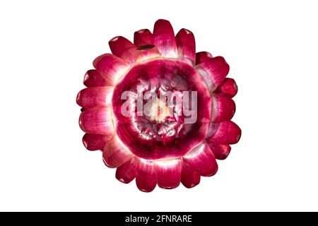 Rote Strohblume ( Helichrysum bracteatum Blumen ) isoliert auf weißem Hintergrund. Objekt mit Beschneidungspfad. Stockfoto