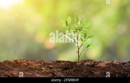 Wachstum junger Baum auf Natur Bokeh hellen Hintergrund. Pflanzen anbauen. Rettung des Erdkonzepts Stockfoto