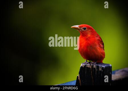 Ein neugieriger und neugieriger männlicher Sommertanager blickt von seinem Sitzballen auf einem Holzpfosten auf einen dunklen offenen Raum auf der linken Seite des Bildes. Southern IN. Stockfoto