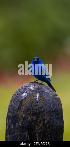 Ein vertikales Panoramabild eines männlichen Indigo-Bunts, der auf einem Holzpfosten sitzt, während er an einem dunklen, bewölkten Tag auf die Kamera blickt. Southern IN. Stockfoto