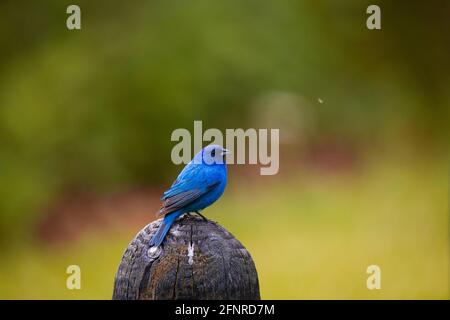 Ein männlicher Indigo, der an einem bewölkten Frühlingsmorgen in der Nähe von Brownstown, Indiana, direkt über den Rahmen schaut. Stockfoto