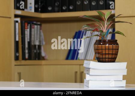 Grüne Pflanze auf den Büchern Stockfoto