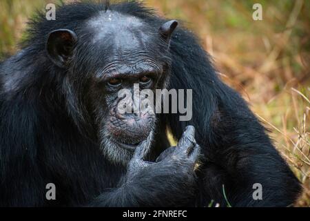 Schimpansen beim Ol Pejeta Conservancy Stockfoto