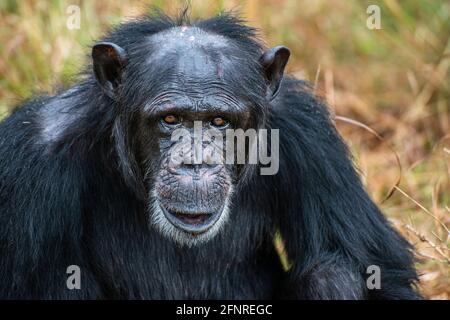 Schimpansen beim Ol Pejeta Conservancy Stockfoto