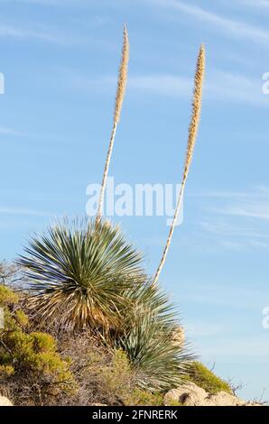 Blühender Wüstenlöffel (Dasylirion wheeleri) Stockfoto