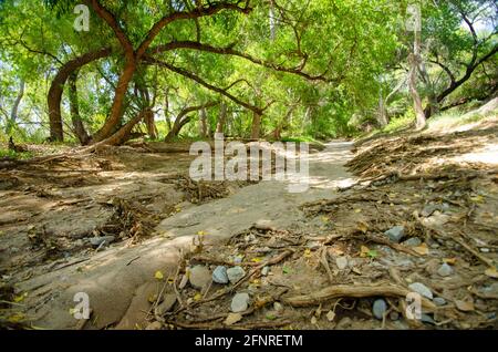 Cienega Creek Natural Preserve Stockfoto