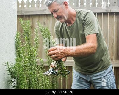 Im Innenhof schneidet ein älterer Mann Rosmarin. Home Gartenarbeit, Kräuter und Pflanzen im Garten Stockfoto