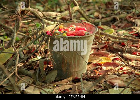 Cashewfrüchte im Eimer, rohe Cashewnüsse Stockfoto