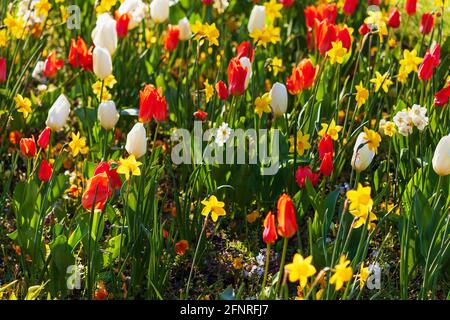 Schöne blühende Blumenbeet mit roten und weißen Tulpen und Gelbe Narzissen an einem sonnigen Frühlingstag Stockfoto