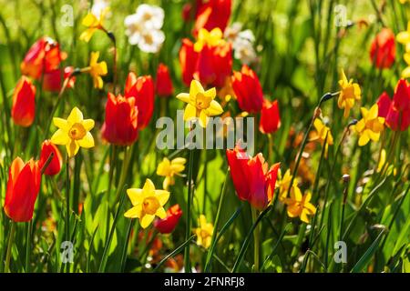 Schönes blühendes Blumenbeet mit gelben Narzissen und roten Tulpen An einem sonnigen Frühlingstag Stockfoto