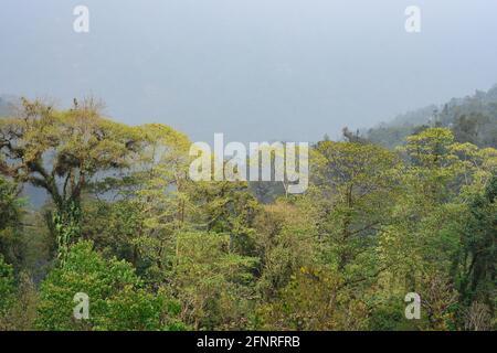 Panoramablick auf den himalaya-Wald in Todey, Kalimpong. Stockfoto