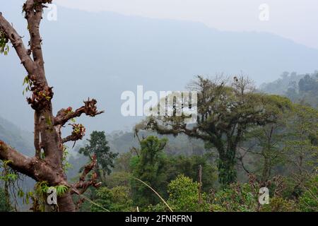 Panoramablick auf den himalaya-Wald in Todey, Kalimpong. Stockfoto