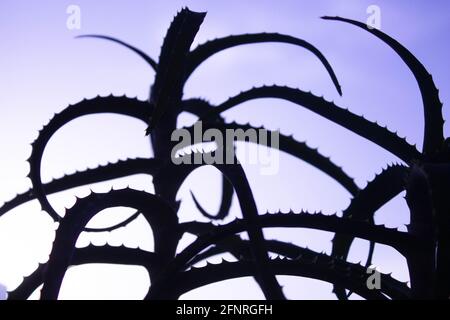 Aloe-Figur. Umriss einer Nahaufnahme der Aloe-Blume. Schwarzer Schatten von einer Blume. Aloe auf einem hellen Hintergrund. Stockfoto