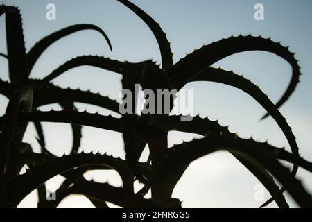 Aloe-Figur. Umriss einer Nahaufnahme der Aloe-Blume. Schwarzer Schatten von einer Blume. Aloe auf einem hellen Hintergrund. Stockfoto