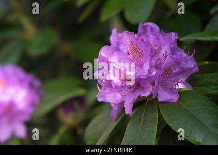 Nahaufnahme einer lila Rhododendronblüte mit Wassertropfen darauf. Mit geringer Schärfentiefe Stockfoto