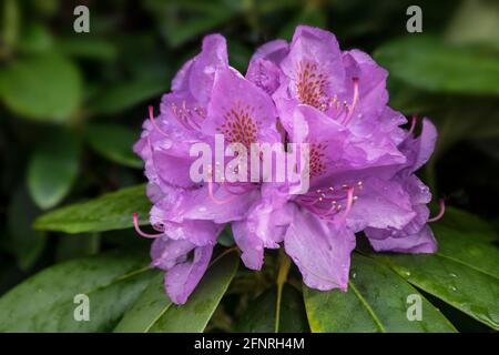 Nahaufnahme einer lila Rhododendronblüte mit Blättern danach Der Regen Stockfoto