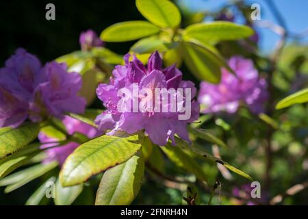 Nahaufnahme von lila Rhododendronblüten mit frischen grünen Blättern An einem blauen Himmel Stockfoto