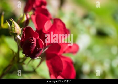 Rote Rosenknospen blühen im Garten auf natürlichem grünen Hintergrund mit Blättern. Im Vordergrund auf die Spitze der Knospe fokussiert Stockfoto