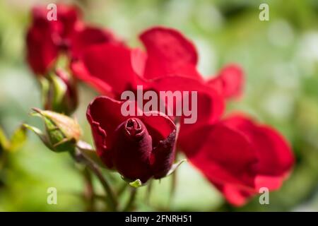 Rote Rosenknospen blühen im Garten auf natürlichem grünen Hintergrund mit Blättern. Im Vordergrund auf die Spitze der Knospe fokussiert Stockfoto