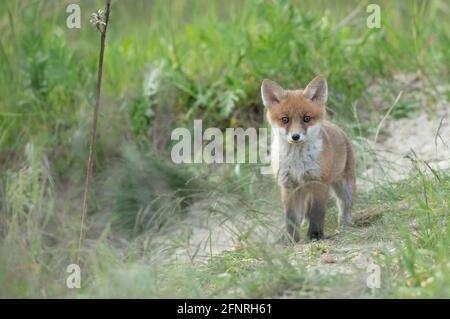 Kleine, junge Fuchsständer und Uhren Stockfoto