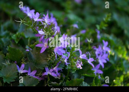 Blüten einer blau-violetten Campanula-Patula blühen früh Morgenlicht in einem Blumenbeet mit enger Tiefe von Angezeigt Stockfoto