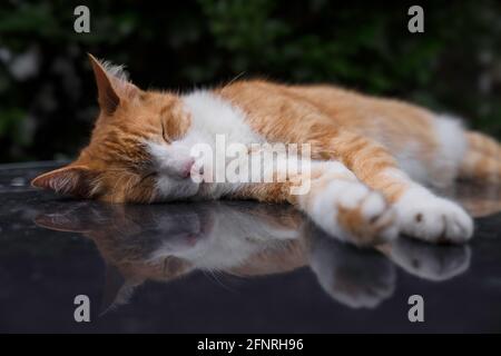 Rote Katze schläft auf dem Dach eines Autos, reflektiert in der glänzenden Oberfläche des Autos. Konzentrieren Sie sich auf die Nase Stockfoto