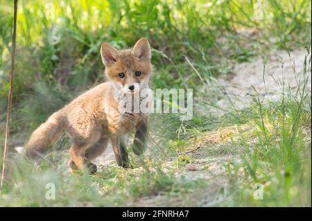 Das Fuchs-Junge kommt aus dem Fuchsloch und beobachtet Die Umgebung Stockfoto