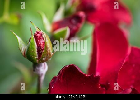Rote Rosenknospen blühen im Garten mit Wassertropfen auf natürlichem grünen Hintergrund mit Blättern. Konzentriert sich auf die Knospe auf der linken Seite Stockfoto
