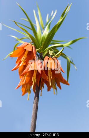 Blume der Fritillaria Imperialis oder Krone kaiserlich, kaiserlich Fritillary oder Kaiser's Krone gegen einen blauen Himmel Stockfoto